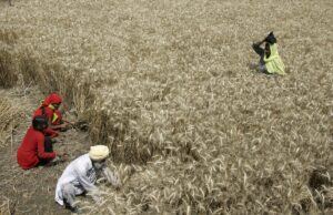 Líbano quer comprar trigo da Índia