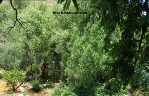 O Líbano está entre os países mais poluídos do mundo, segundo relatório do World of statistics