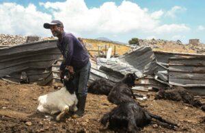 Mais de 700 cabras mortas em ataques israelenses no sul do Líbano